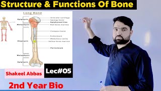 Structure Functions amp Composition Of Bone Support and Movement [upl. by Robbie315]