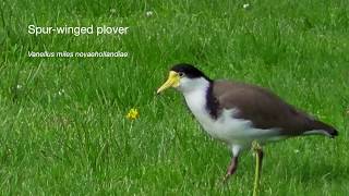 Spurwinged Plover Vanellus miles novaehollandiae [upl. by Saalocin]