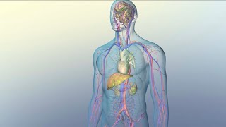 How Medications Reach Their Target Sites Within Your Body [upl. by Maddie]