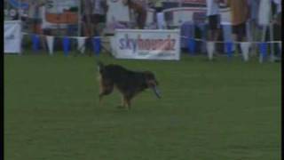 3Legged Dog Maty Competes in 08 Skyhoundz Worlds Disc Championship [upl. by Aisad]