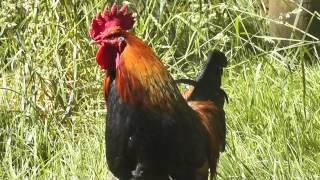 Rooster crowing loud in the morning [upl. by Pretrice]