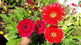 How to Grow Gerbera by Seeds  Easy Way to Grow Gerbera Plant by Seeds [upl. by Inail]