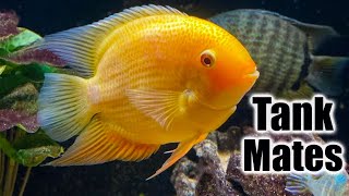 Top 10 Tank Mates for Severum Cichlids [upl. by Lemahs]