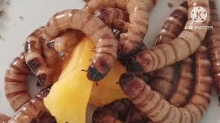 worm eating jack fruit worms [upl. by Ayom329]