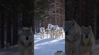 Snow White Wolf Grown Up with a Pack of Snow White Wolves – Rare Wildlife Footage [upl. by Rhoda918]