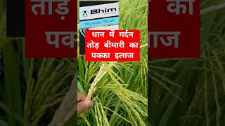 Dhan ka Blast  amistar top syngenta dhankheti parveenfarming amistartop fungicide [upl. by Fezoj]