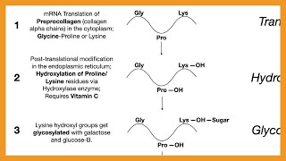 Collagen Synthesis [upl. by Papst]