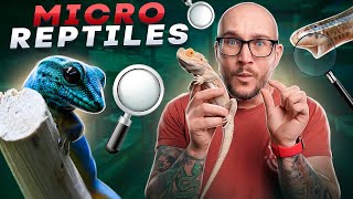 Top 5 Micro Reptiles  The Smallest Reptiles You Can Keep [upl. by Rawde]