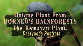 UNIQUE PLANT FROM BORNEOS RAINFORESTS THE KEMAYAU PLANT [upl. by Rupert]