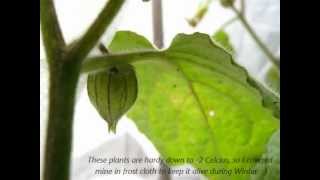 Cape Gooseberries Tasting amp Growing [upl. by Parish890]