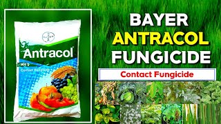 Bayer Antracol fungicide Propineb 70 WP Antracol hindi Fungicide Bayer Product Fungal बायर [upl. by Helena]