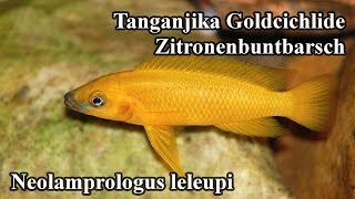 Tanganjika Goldcichlide  Zitronenbuntbarsch  Neolamprologus leleupi [upl. by Legra]