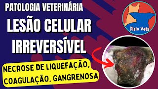 Tipos de necrose coagulação liquefação caseosa gangrenosa e gordurosa  Patologia veterinária [upl. by Ynettirb]