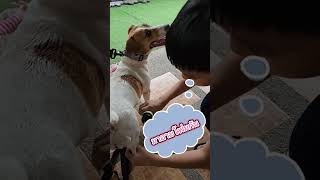 อาบน้ำด้วยโฟม jackrussel jackrussellterrier ลูกหมา โฟม [upl. by Kassey]