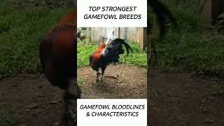 Top Gamefowl of the year 2024 short gamefowl rooster [upl. by Ridinger]