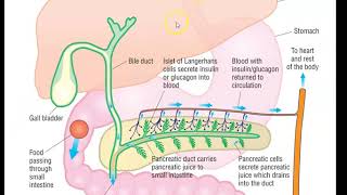 Biology A level 142 Pancreas [upl. by Ettenim]