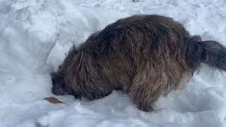 Do Cairn Terriers like Snow [upl. by Aivatnwahs]