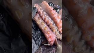 Tentakelnya sangat menggemaskan octopus gurita tentacle fish [upl. by Tupler]