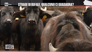 Strage di Bufale qualcuno ci guadagna  FarWest 29042024 [upl. by Ihskaneem]