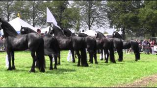 The KFPS Royal Friesian Horse [upl. by Edalb]