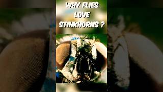 The Bizarre Relationship Between Flies and Stinkhorn Mushrooms [upl. by Squier838]