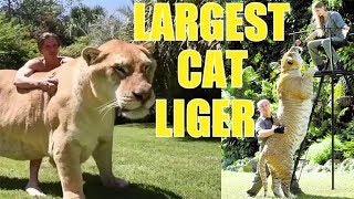 Liger  The Largest Cat in The World Compilation 1 [upl. by Fessuoy]