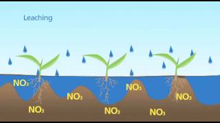 Nitrogen Leaching [upl. by Whiffen]