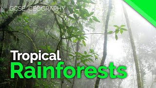 Tropical Rainforest Characteristics  AQA GCSE 91 Geography [upl. by Ellison]