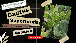 Cactus Superfood WwB [upl. by Tinor]