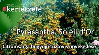 Pyracantha Soleil d Or  Citromsárga bogyojú tűztövis növekedése [upl. by Ahsilem451]