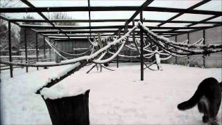 Wingham Wildlife Park in the Snow [upl. by Adnahsar]