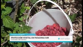 Prevención de plagas vegetales en Patagonia sur [upl. by Lahcar934]