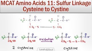 Disulfide Bridge Formation Cysteine to Cystine [upl. by Vardon]