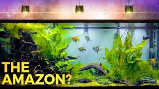 Enormous Amazon Inspired Aquascape [upl. by Baiss]