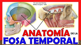 🥇 ANATOMÍA DE LA FOSA TEMPORAL ¡Explicación Sencilla [upl. by Ashraf142]