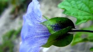 Apple of Peru Nicandra physalodes  20130821 [upl. by Zeena516]