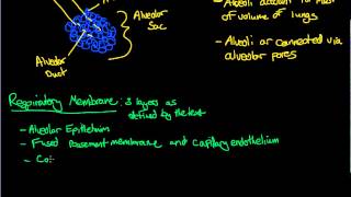 Lecture 16  Lung Alveoli and Respiratory Membrane [upl. by Smukler]