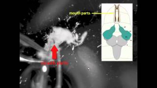 Larval Brain Dissection in Drosophila melanogaster [upl. by Kimball]