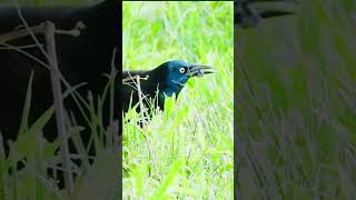 Grackle… birdsnatureshortvideo photographytrendingwildlife birdwatchingnaturephotography [upl. by Akined763]