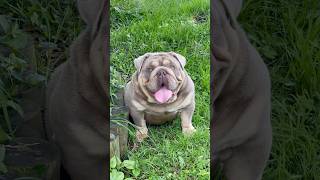 Wrinkly Orion is so Paw’fect 😍 cute puppy dog bulldog wrinklybulldogs [upl. by Bob]