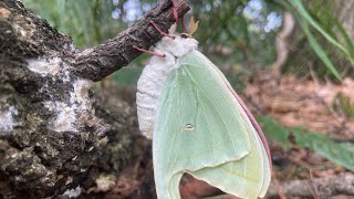 Actias Gnoma Luna Moth 옥색긴꼬리산누에나방 암컷 [upl. by Mikol]