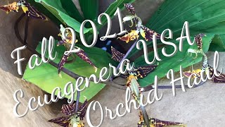 Fall 2021 Ecuagenera USA Orchid Haul [upl. by Eceela]