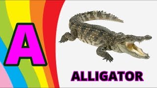 A For Alligator Song ABCD Song Alphabet Song For Kids Phonics Song [upl. by Nettirb979]