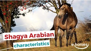 Shagya Arabian Horse  characteristics origin amp disciplines [upl. by Emlynne]