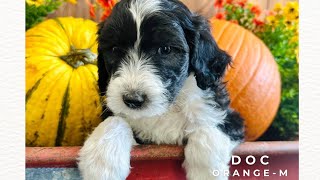 Doc Temperament test Sheepadoodle Wrigley and Poppy Aug 2024 [upl. by Assenahs]