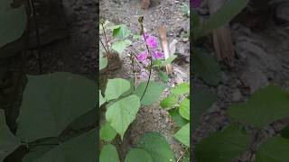 Natural flower of beans vegetable plant shorts viralshorts gardening [upl. by Xylon188]