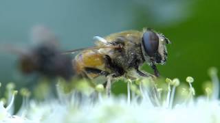 Mittlere Keilfleckschwebfliege Eristalis interrupta [upl. by Auhsuoj903]