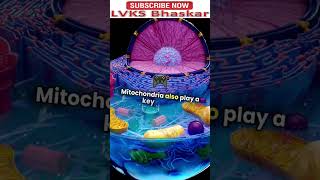 Mitochondria and apoptosis Shorts ViralShorts Trendingnow [upl. by Cini103]