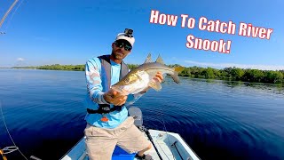 This Is The Easiest Way To Catch Snook In The Caloosahatchee River [upl. by Llednahc]