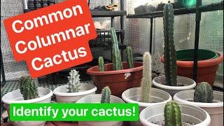 Common Columnar Cactus Varieties amp Names [upl. by Kostman479]